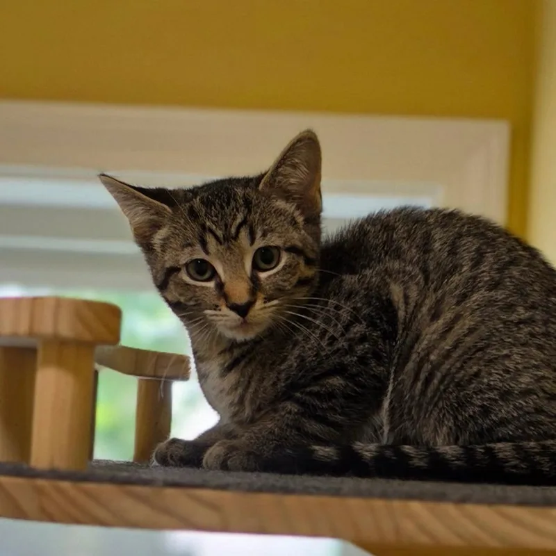 A baby small-sized female Brown / Chocolate Domestic Short Hair cat named Clara for adoption in Muncie, IN