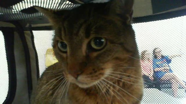 A senior medium-sized female Domestic Short Hair cat named Ayla for adoption in Charlotte, NC
