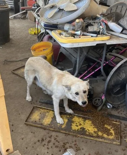 A young medium-sized female Husky dog named Ghost for adoption in Fresno, CA