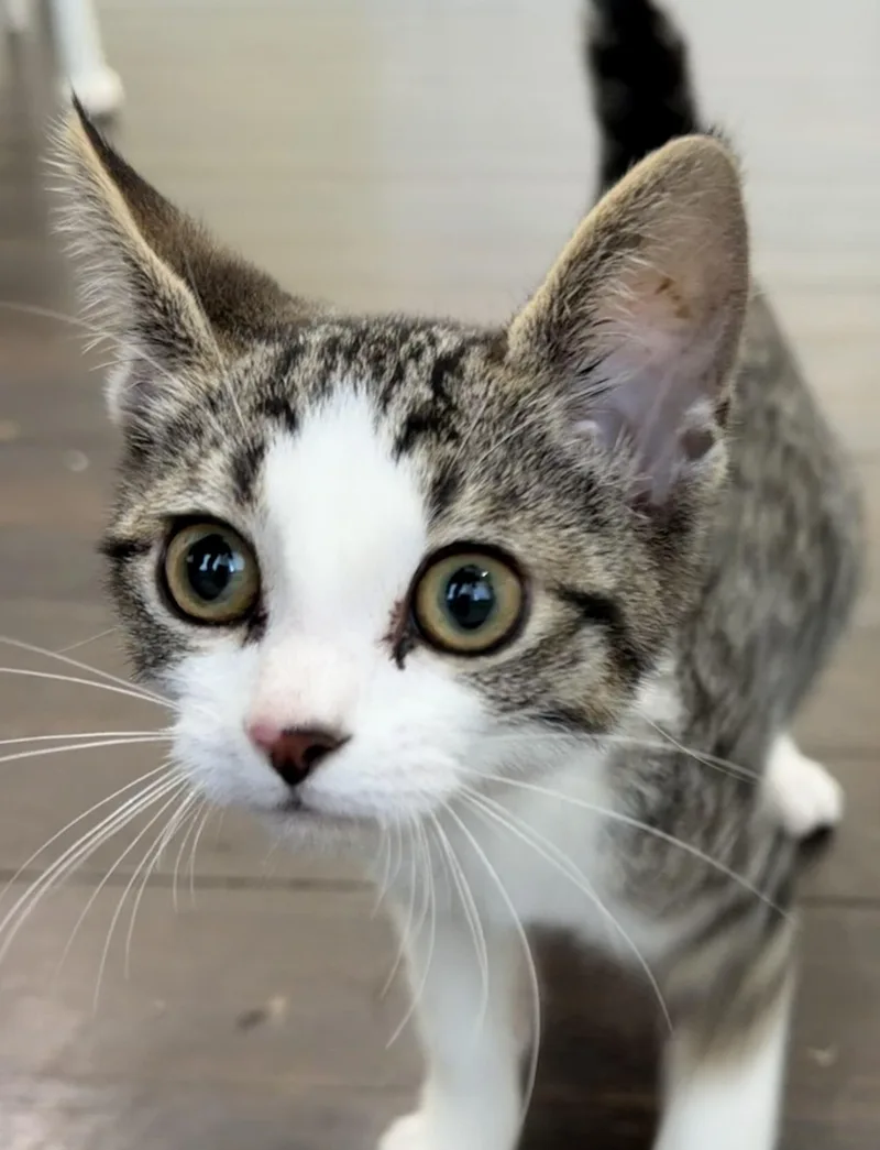 A baby small-sized male White Domestic Short Hair cat named Willie for adoption in Lawrenceville, GA