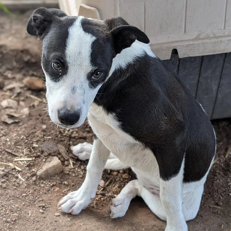 Pepper