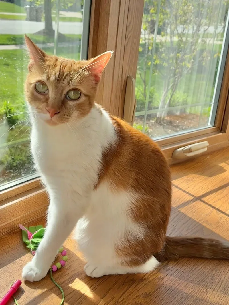 An adult medium-sized female Orange & White Tabby cat named Wynter for adoption in Orland Park, IL