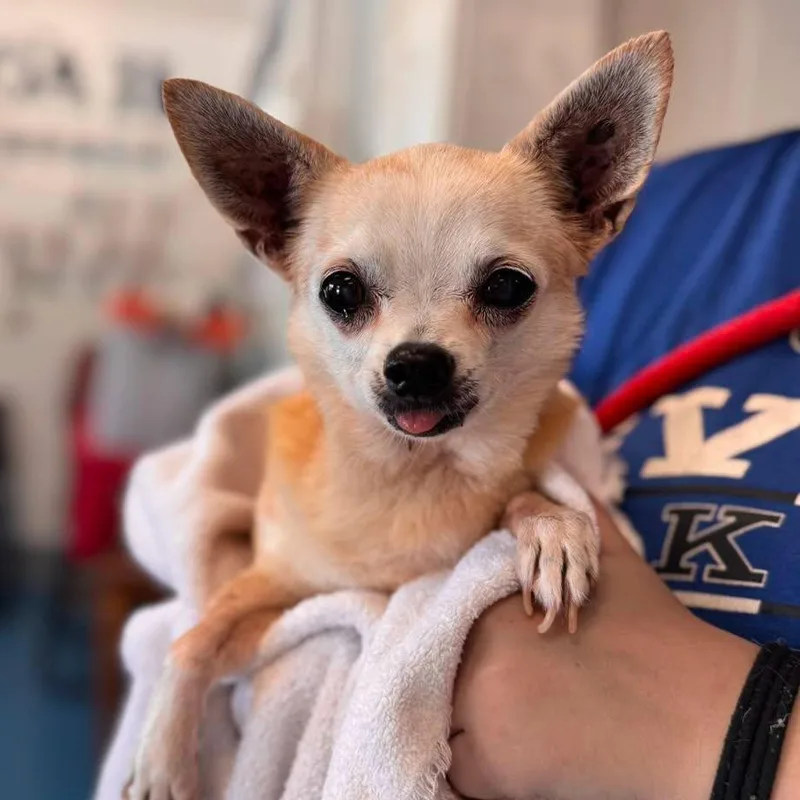 A senior small-sized male Chihuahua dog named Micky for adoption in Muskegon, MI