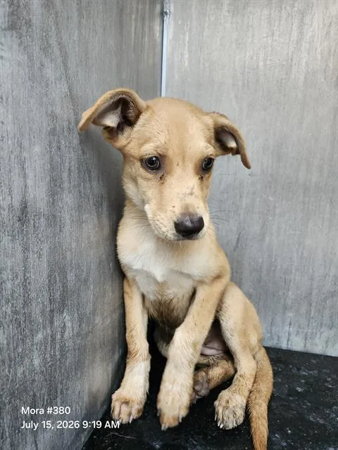 A baby small-sized female American Staffordshire Terrier dog named Luna for adoption in San Antonio, TX