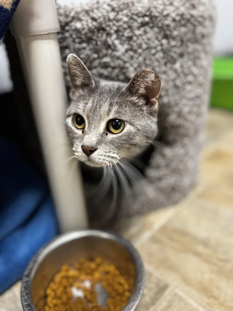 An adult medium-sized female Tabby (Gray / Blue / Silver) Domestic Short Hair cat named Nina for adoption in Dodgeville, WI