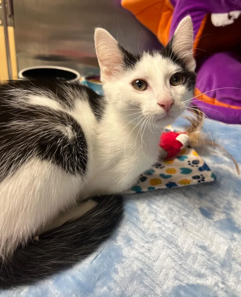 A baby medium-sized male Domestic Short Hair cat named Vex for adoption in Greeneville, TN