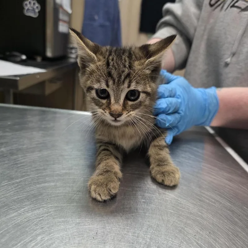 A baby small-sized male Domestic Short Hair cat named Purrince Harry for adoption in Tacoma, WA