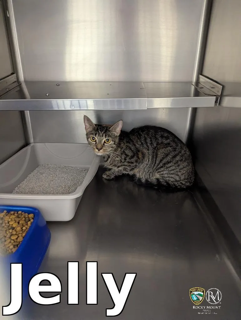 A young medium-sized female Domestic Short Hair cat named Jelly for adoption in Rocky Mount, NC