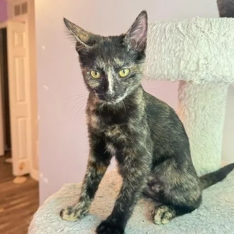A baby small-sized female Tortoiseshell Domestic Short Hair cat named Jasmine for adoption in Hudsonville, MI