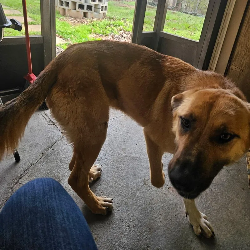 A young large-sized female Yellow / Tan / Blond / Fawn German Shepherd Dog dog named Isabell for adoption in Blairsville, GA