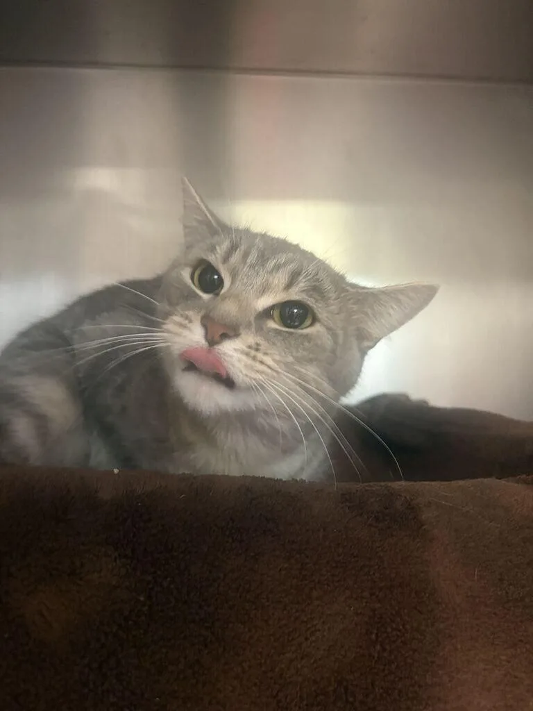 An adult medium-sized female Tabby (Gray / Blue / Silver) Domestic Short Hair cat named Microwave Oven for adoption in Cincinnati, OH