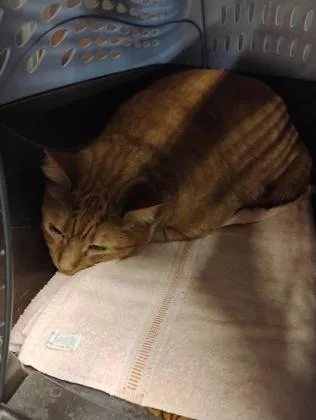 An adult medium-sized male Domestic Short Hair cat named Steve for adoption in Fallston, MD