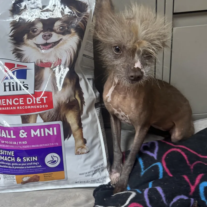 A young small-sized female Chinese Crested Dog dog named Jennifer for adoption in Cushing, OK