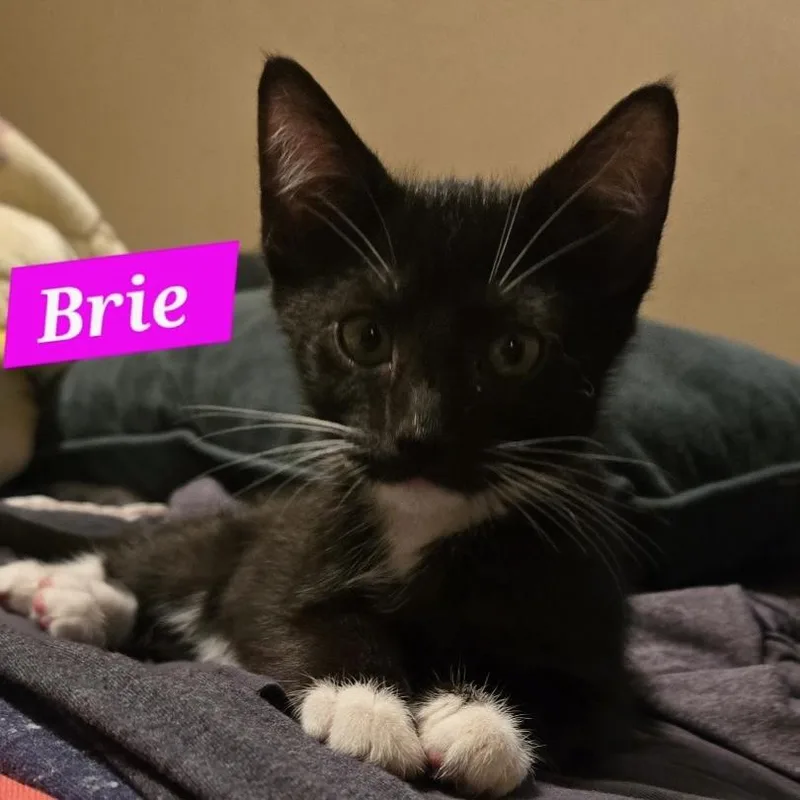 A baby small-sized female Black & White / Tuxedo Domestic Short Hair cat named Brie for adoption in Bentonville, AR