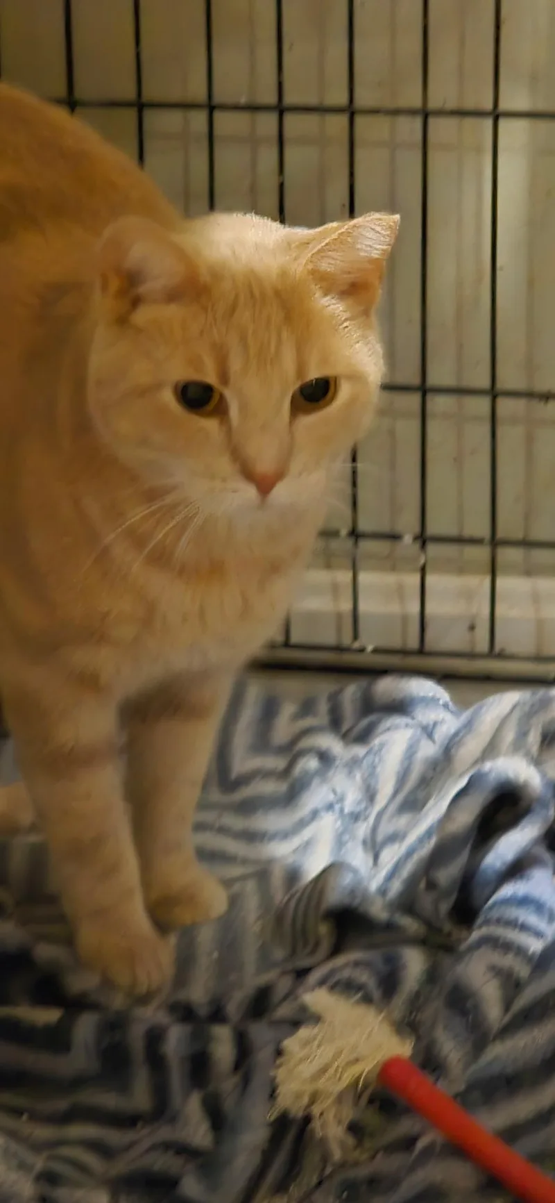 A young medium-sized male Domestic Short Hair cat named Milo for adoption in Salem, NH
