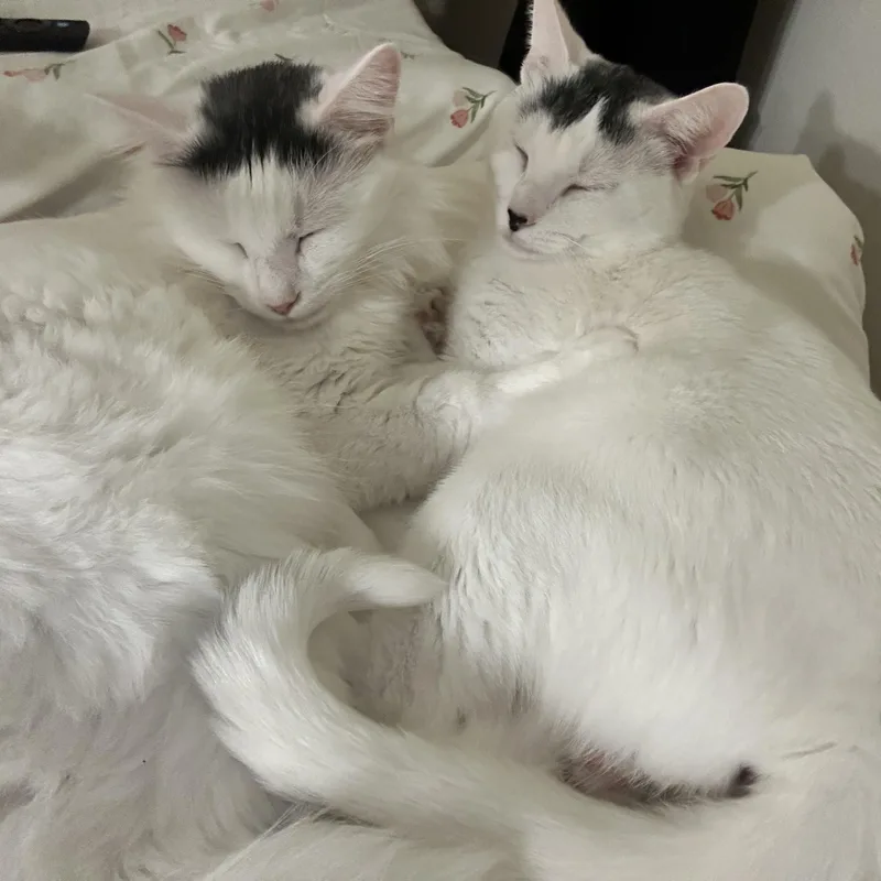 Michael Wave & Birdie