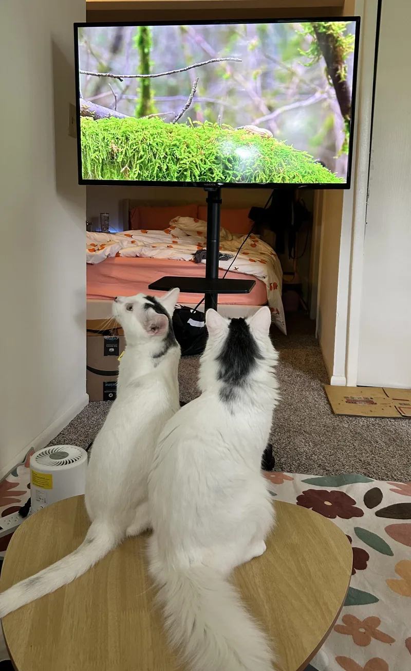 Michael Wave & Birdie thumbnail 2