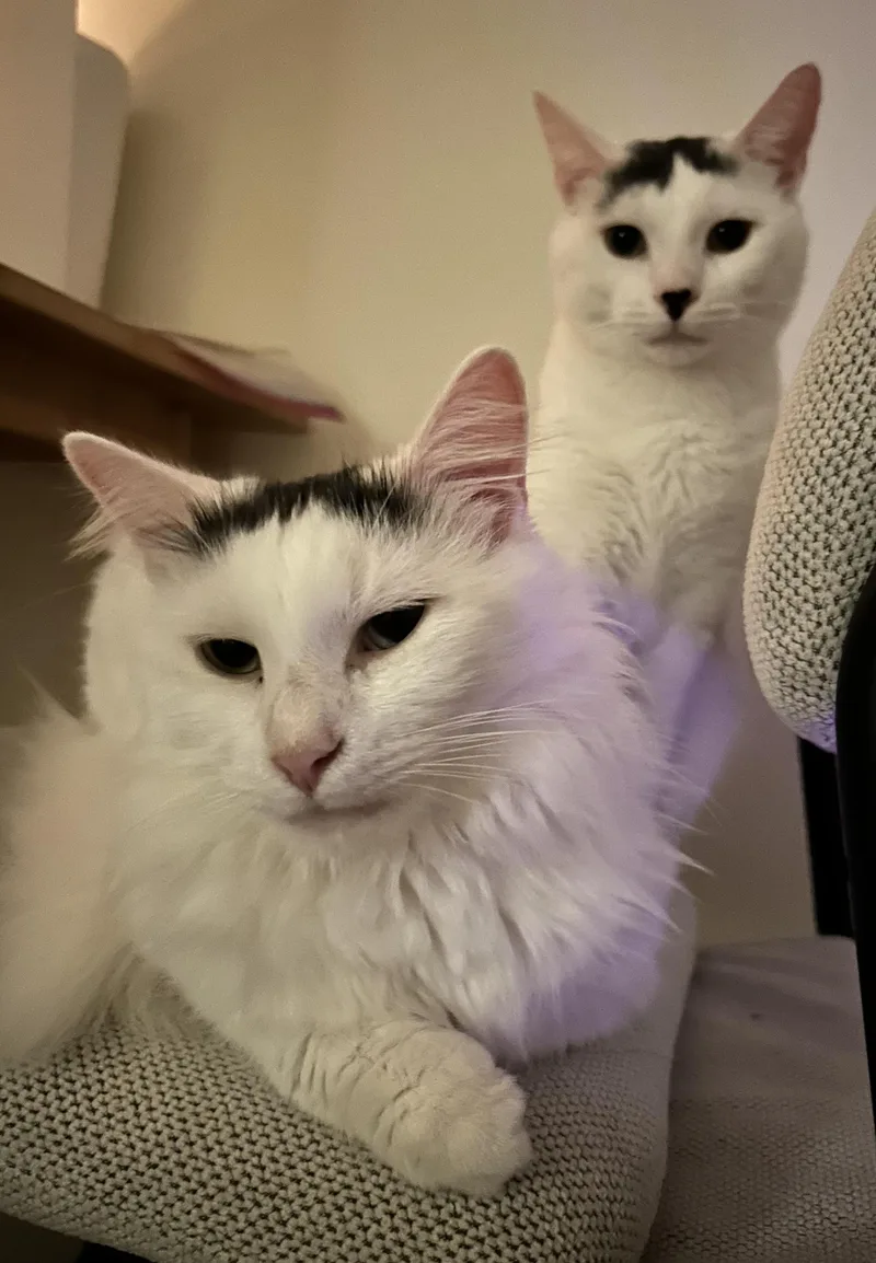 Michael Wave & Birdie thumbnail 3