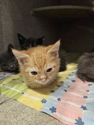 A baby small-sized male Domestic Short Hair cat named Fyve for adoption in Washington, DC