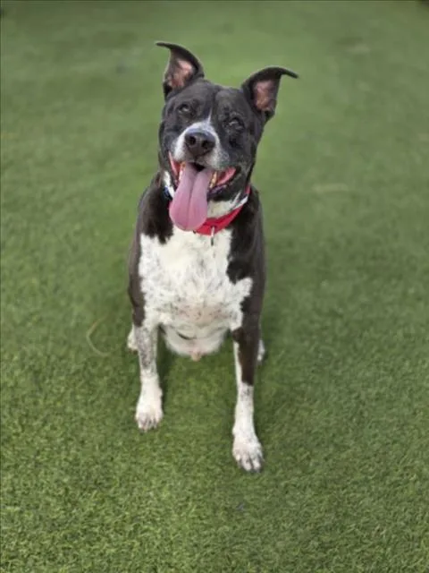 An adult extra large-sized male Pit Bull Terrier dog named Buschi for adoption in Las Vegas, NV