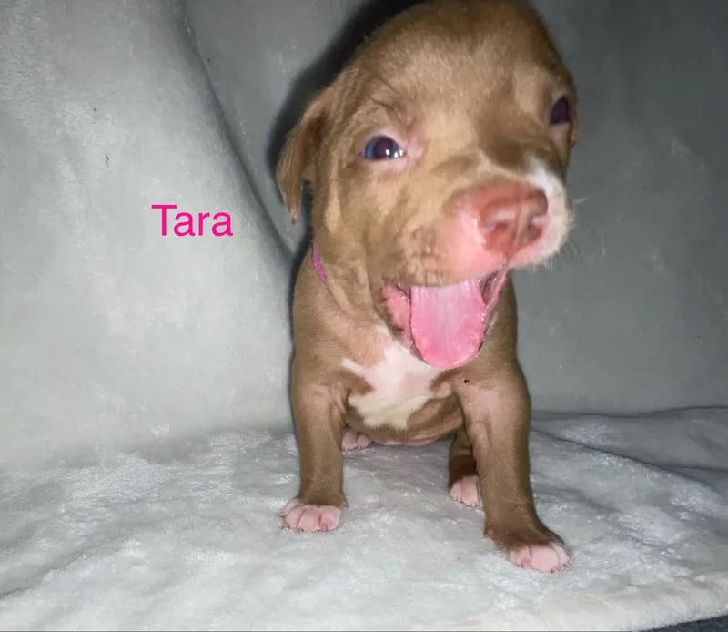 A baby small-sized female Pit Bull Terrier dog named Tara for adoption in Discovery Bay, CA