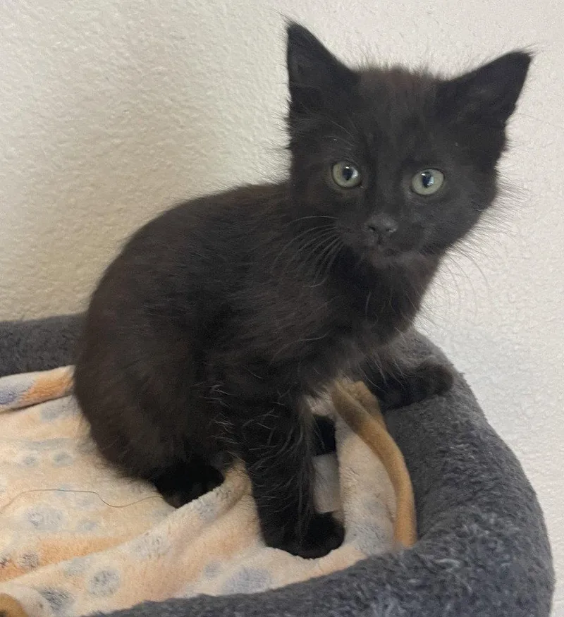 A baby medium-sized female Black Domestic Medium Hair cat named Nestle for adoption in St. Helens, OR