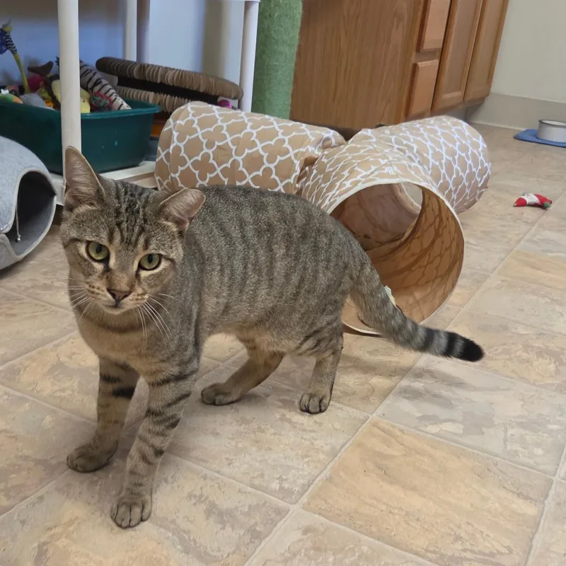 A young medium-sized male Tabby (Tiger Striped) Domestic Short Hair cat named Teddy for adoption in Dillsburg, PA