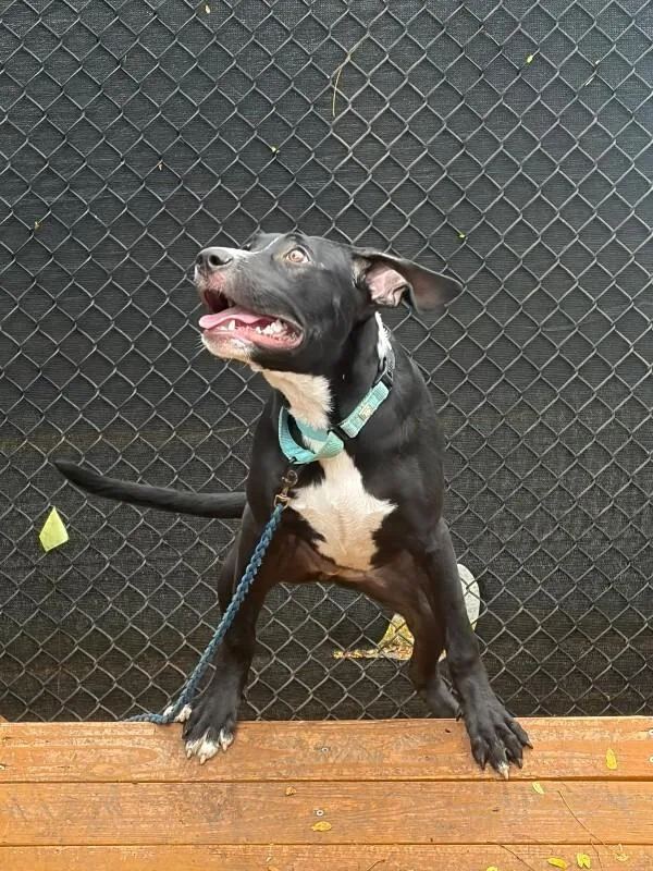 A young medium-sized female Black Mixed Breed dog named Bambi for adoption in Cincinnati, OH