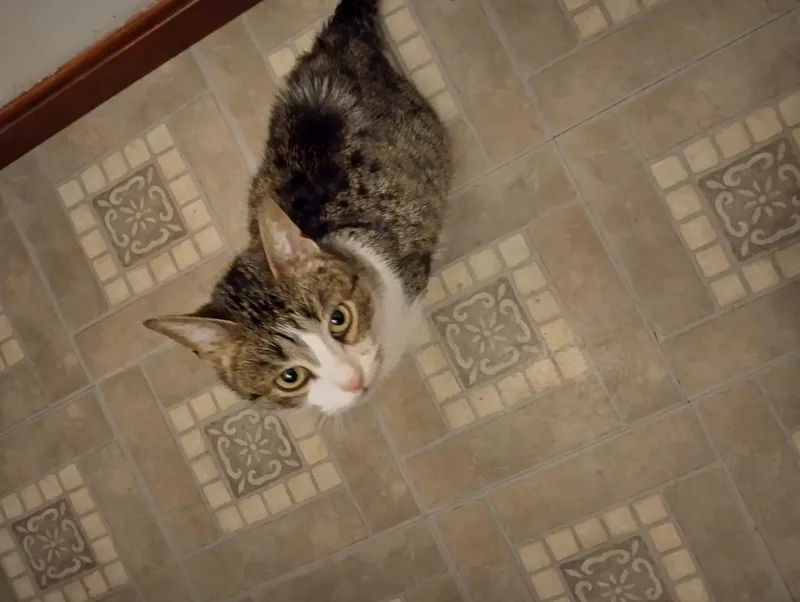 A young medium-sized female Tabby (Brown / Chocolate) Domestic Short Hair cat named Burnice for adoption in Manchester, MD