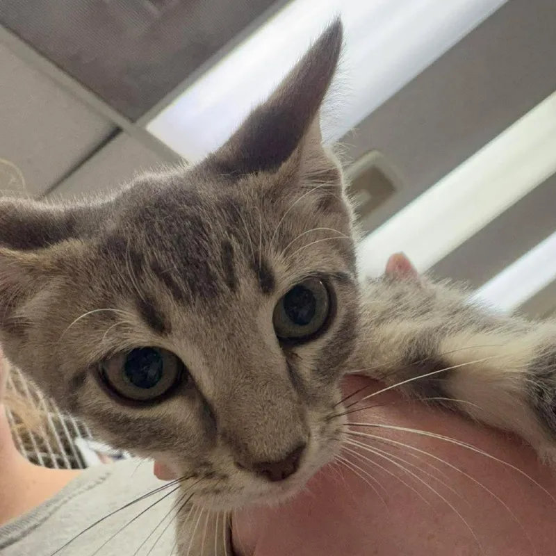 A baby small-sized female Gray / Blue / Silver Domestic Short Hair cat named Kenia for adoption in Bastrop, TX