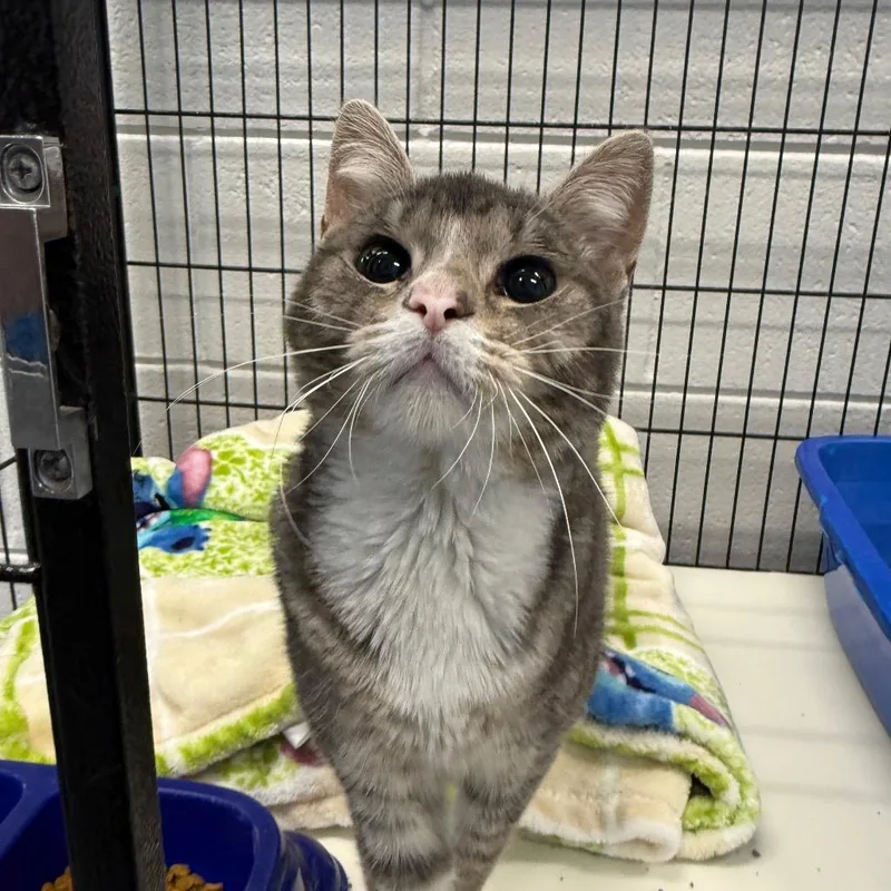A young medium-sized female Gray / Blue / Silver Domestic Short Hair cat named Fancy for adoption in Montgomery, AL