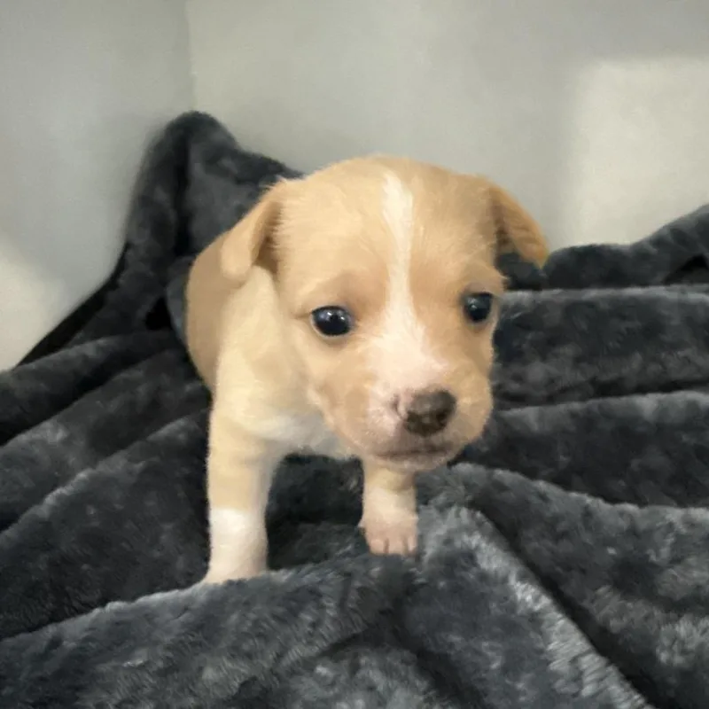 A baby small-sized female Apricot / Beige Terrier dog named Penny for adoption in Sacramento, CA