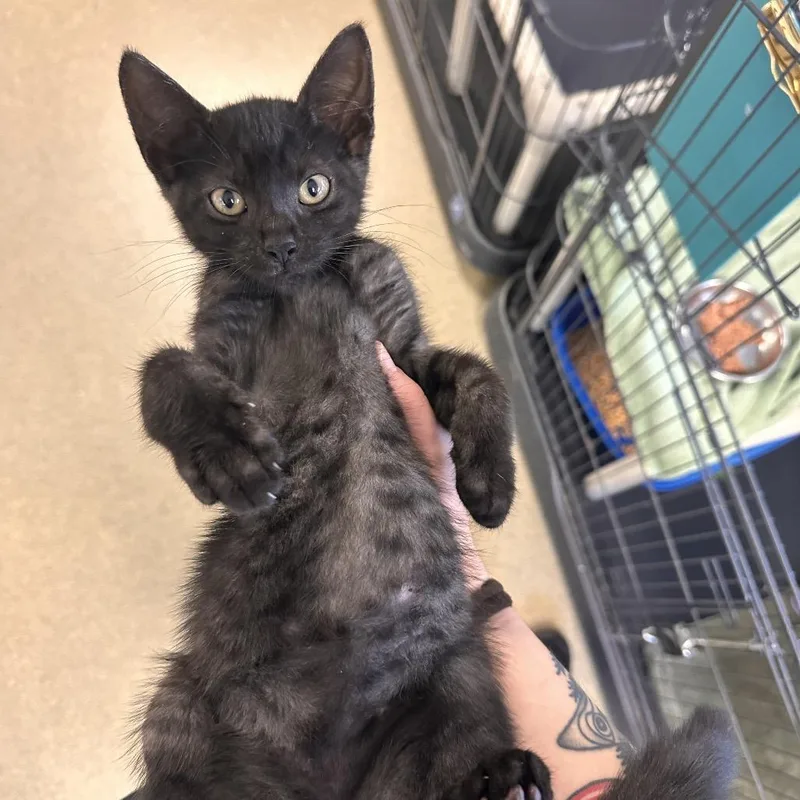 A baby small-sized male Black Domestic Short Hair cat named Lightning Mcqueen for adoption in Rocky Mount, VA