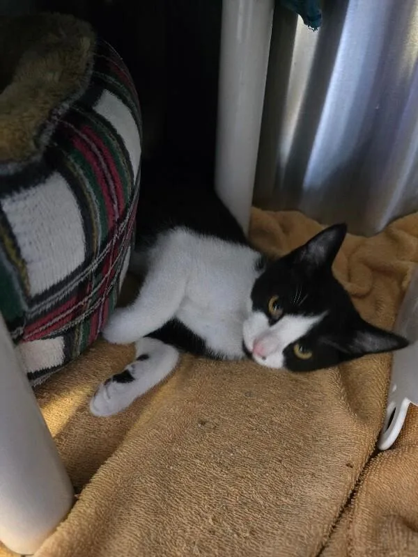 A young medium-sized male Domestic Short Hair cat named Monty for adoption in Cortland, NY