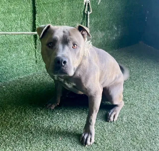 An adult large-sized male Pit Bull Terrier dog named Bear for adoption in Lancaster, CA