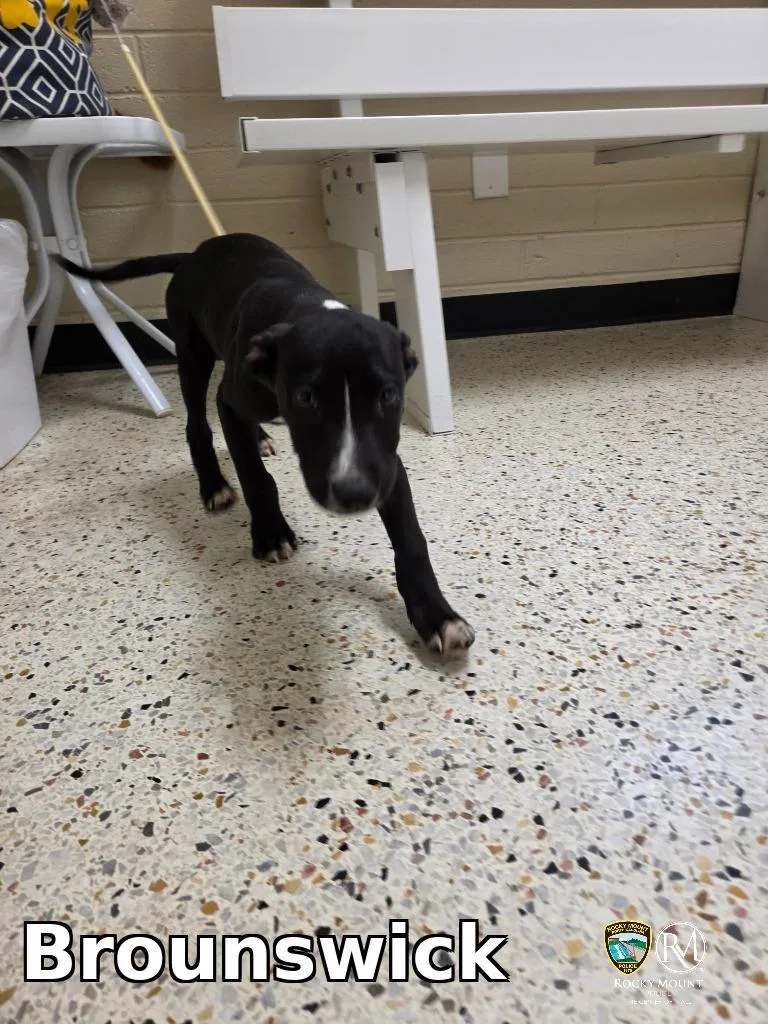 A baby medium-sized male Pit Bull Terrier dog named Brounswick for adoption in Rocky Mount, NC