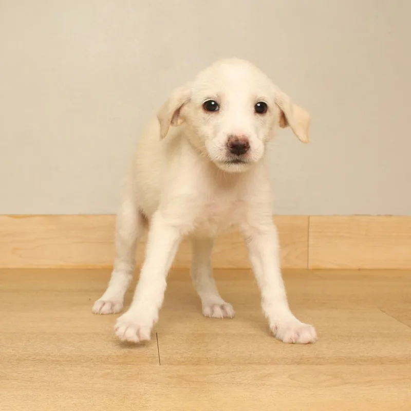 A baby medium-sized female White / Cream Airedale Terrier dog named Kiki D for adoption in Minnetonka, MN