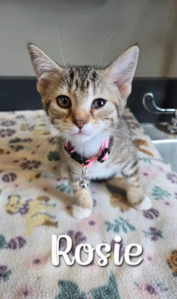 Rosie