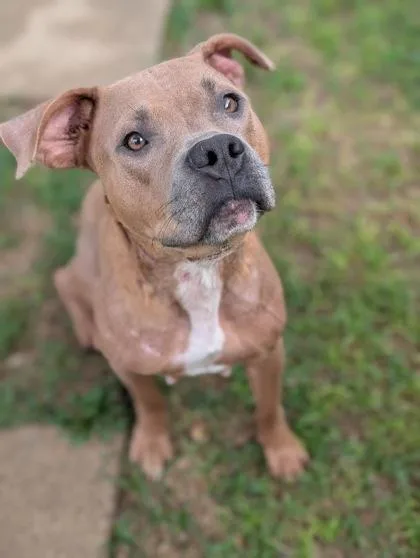 An adult large-sized female Pit Bull Terrier dog named Ellie for adoption in Mansfield, TX