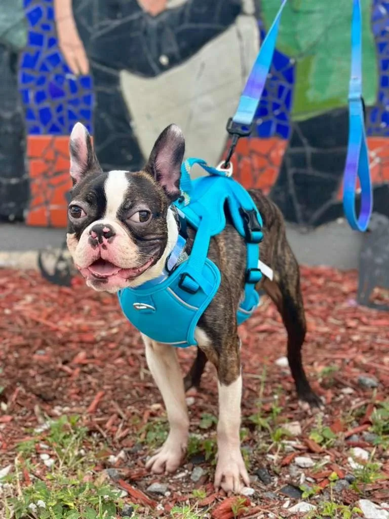 An adult small-sized male Black Boston Terrier dog named King for adoption in Miami, FL