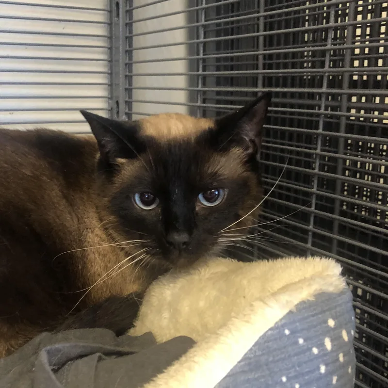 An adult medium-sized female Chocolate Point Siamese cat named Luna for adoption in Parma, OH