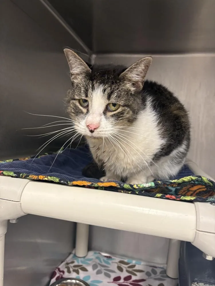 An adult medium-sized female Black & White / Tuxedo Domestic Short Hair cat named Weeble for adoption in Bowling Green, OH