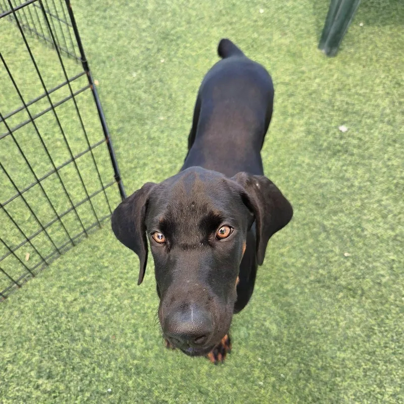 A young medium-sized female Doberman Pinscher dog named Hazel for adoption in Oakland Park, FL