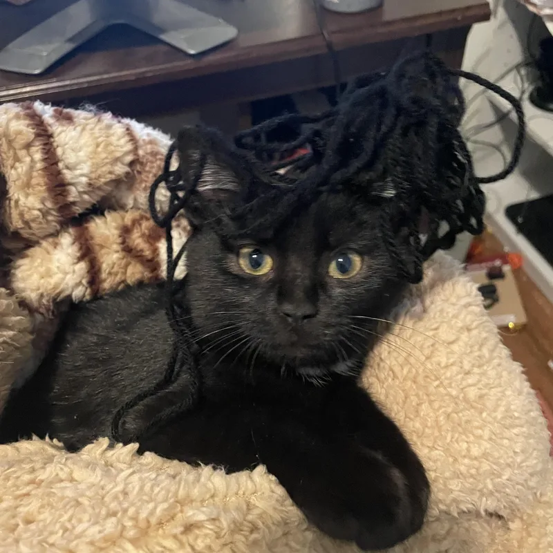 Woolite And Loli thumbnail 2