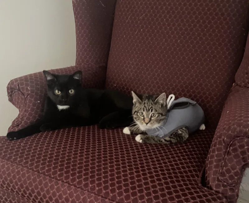 Woolite And Loli thumbnail 6