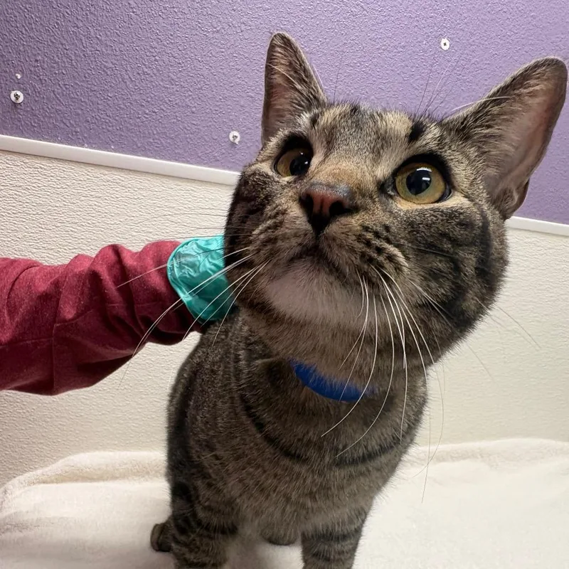 An adult large-sized male Brown / Chocolate Domestic Short Hair cat named Wisdom for adoption in Albuquerque, NM