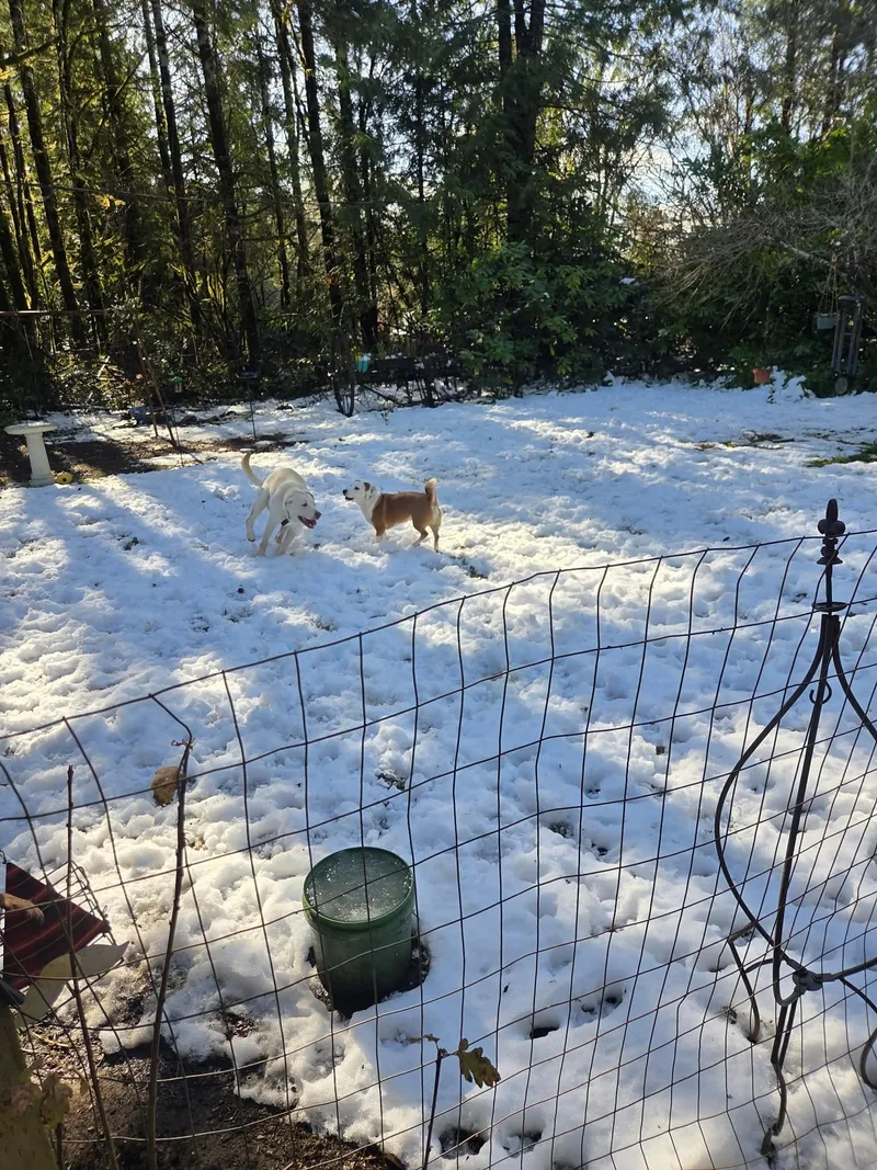 Bodhi Rocket thumbnail 2