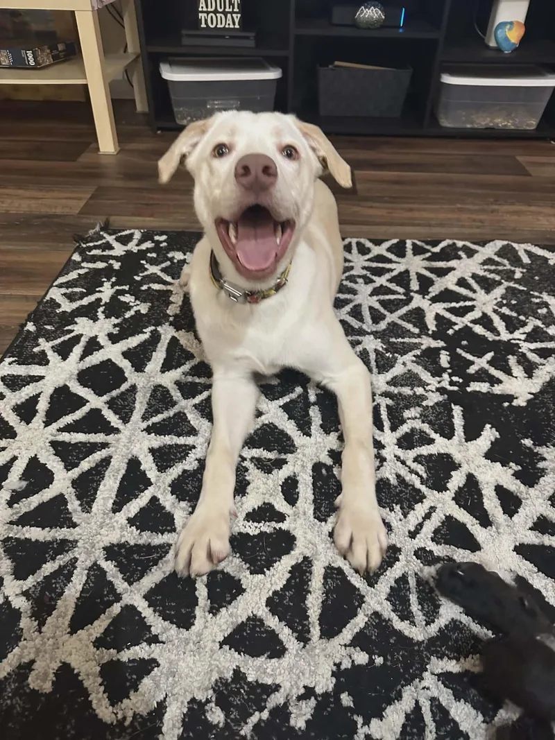 Bodhi Rocket thumbnail 4