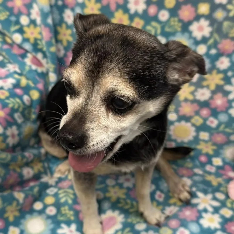 Munchkin thumbnail 2