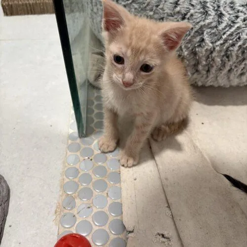 A baby small-sized female Domestic Short Hair cat named Honey for adoption in Tampa, FL